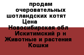 продам очеровательных шотландских котят.  › Цена ­ 2 500 - Новосибирская обл., Искитимский р-н Животные и растения » Кошки   